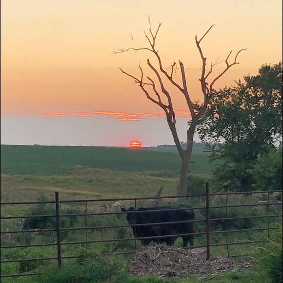 Meet your Posher, Lilie - Picture 1 of 1